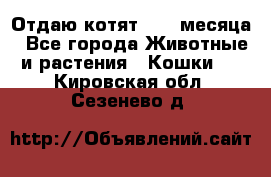 Отдаю котят. 1,5 месяца - Все города Животные и растения » Кошки   . Кировская обл.,Сезенево д.